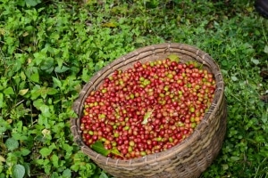 Terra Kahwa apres la cueillette du cafe ethiopien