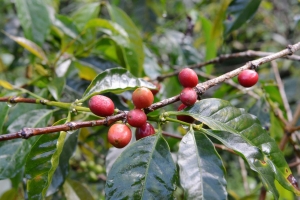 Terra Kahwa branches caféiers ethiopiens