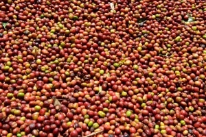 Terra Kahwa cerises de café ethiopien