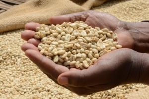 Terra Kahwa cueillage des grains de café