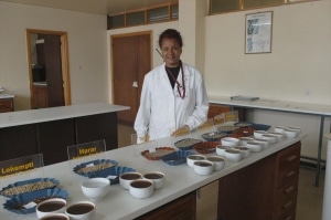Terra Kahwa degustation avant exportation café ethiopien