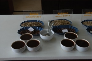 Terra Kahwa degustation du café ethiopien