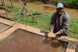 Terra Kahwa lavage cerises de café ethiopien