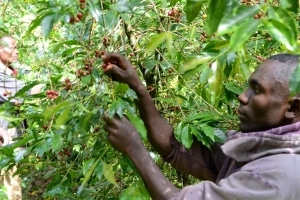 Terra Kahwa picking ou cueillette a la main du café ethiopien